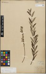 Foto von Salix repens subsp. incubacea (L.) A. Neumann